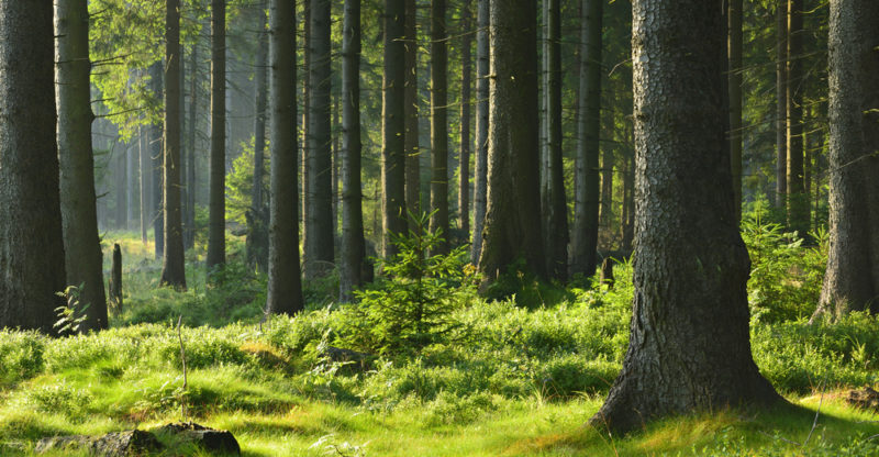 bosque templado con manejo sostenible
